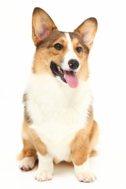 Güzel Corgi köpek kız Studio