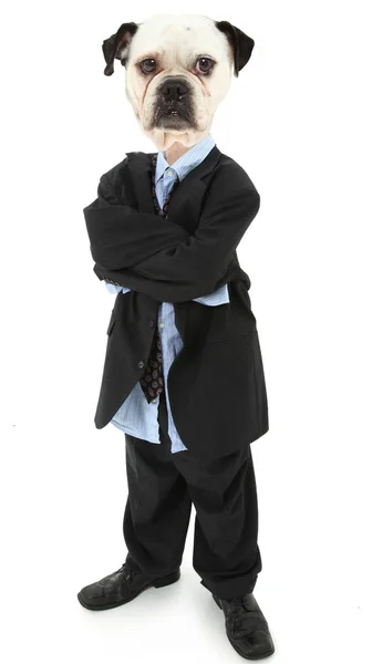 可爱的7岁的英国斗牛犬在宽松的商业西装 — 图库照片