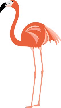 Flamingo Ayakta Duran Kenar Görünümü