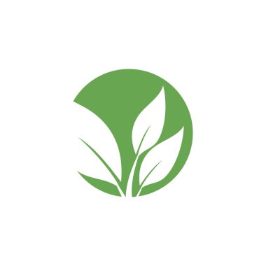 İzole illüstrasyon vektör yaprak grafik tasarım şablonu