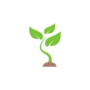 Bitki filizi grafik tasarım şablonu vektör izole