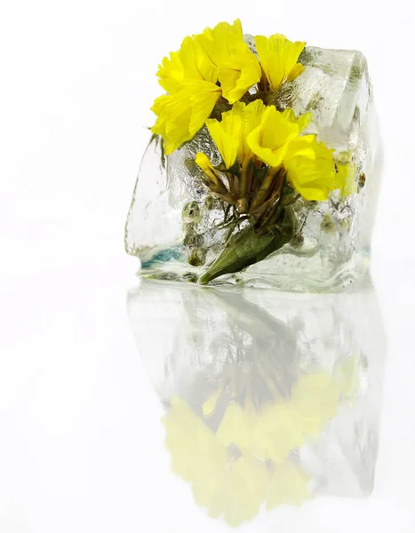 Ice cube beyaz bir arka plan üzerinde çiçeklenir