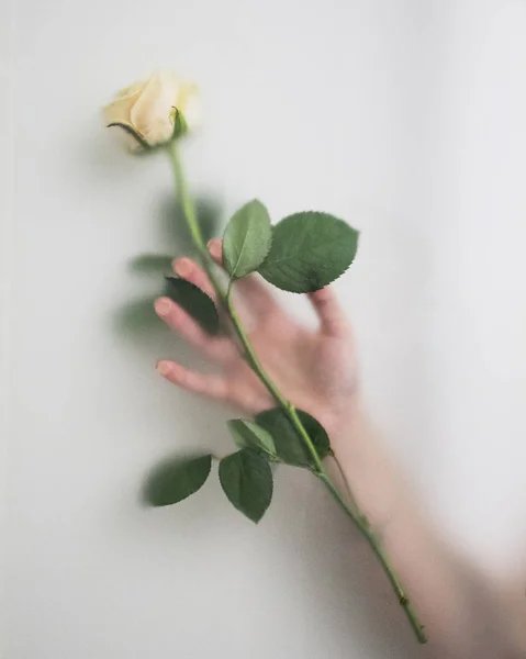 Beyaz gül desenli el dağınık silüeti