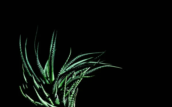 Green Cactus Black Background — Stock Photo, Image
