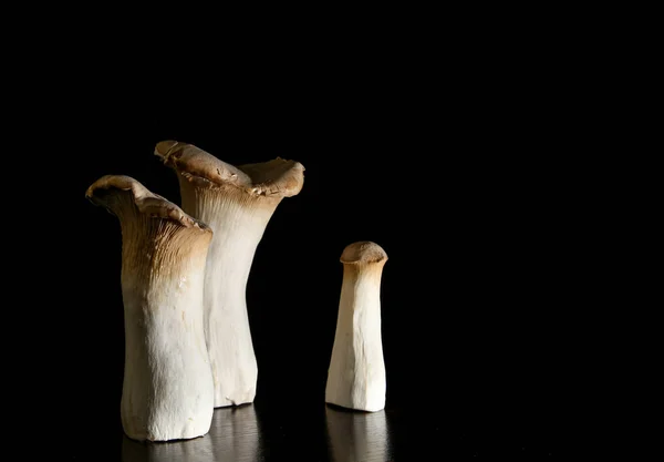 Siyah arka planda mantarlar