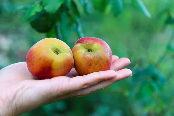 Olgun şeftaliler ellerinde