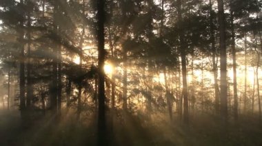 Sabah erken sırasında sisli orman