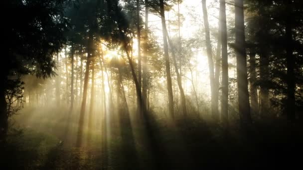 美丽的阳光在阳光明媚的春天针叶林 在森林景观中阳光穿过森林 — 图库视频影像