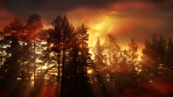 Beau Soleil Dans Forêt Conifères Ensoleillée Printemps Rayons Soleil Travers — Video