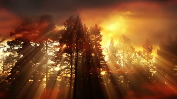 美丽的阳光在阳光明媚的春天针叶林 在森林景观中阳光穿过森林 — 图库视频影像