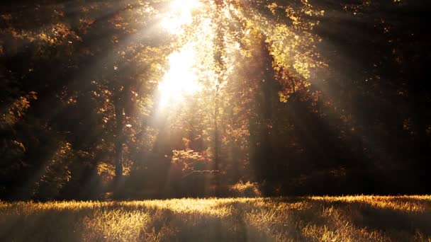 明るい森の風景の背景のアニメーション — ストック動画