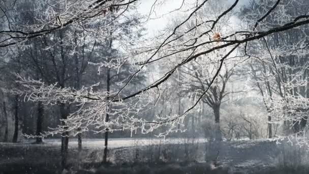 This video clip features a beautiful winter scenery and falling snow