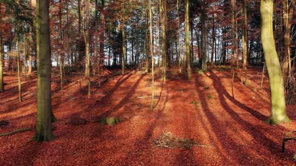 Stagione Autunnale Sfondo Nella Foresta — Video Stock