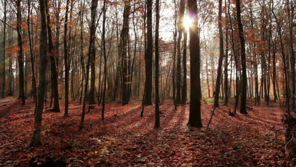 秋天季节背景在森林 — 图库视频影像