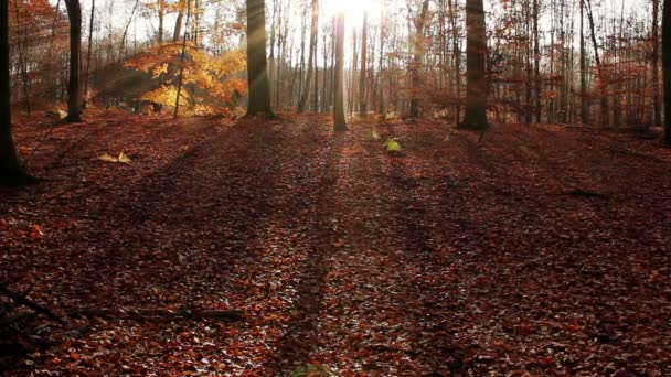 Herbstlicher Hintergrund Wald — Stockvideo