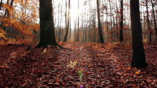 Φθινόπωρο Σεζόν Φόντο Στο Δάσος — Αρχείο Βίντεο