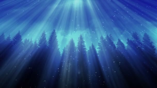 濃い松の森霧と輝く粒子 — ストック動画