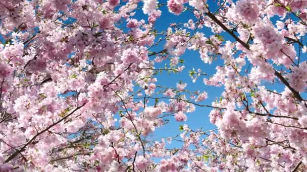 Sakura Drzewo Błękitne Niebo Animacja — Wideo stockowe