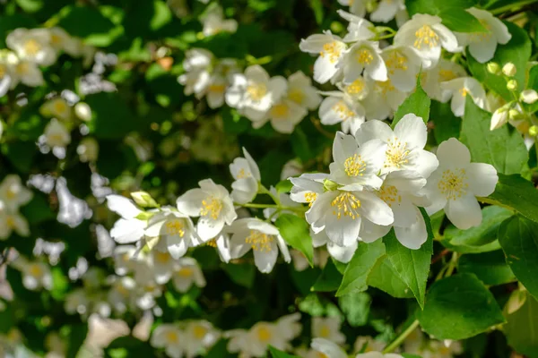 Yasemin Çiçekleri Bahar Yatay Seçici Odak — Stok fotoğraf