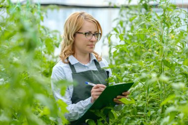  Serada çalışan genç bir kadın. Sera ürünleri. Gıda üretimi.