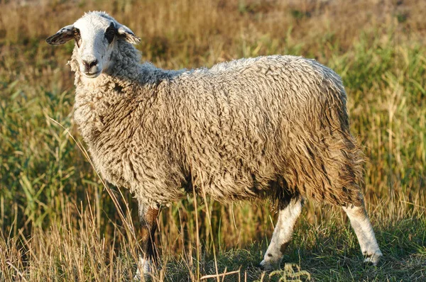 Портрет Вівці Пасуться Газоні Полі — стокове фото