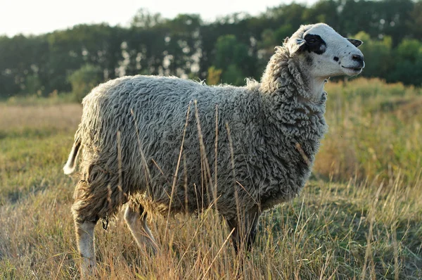 Portrait Sheep Grazing Lawn Field — Stock Photo, Image