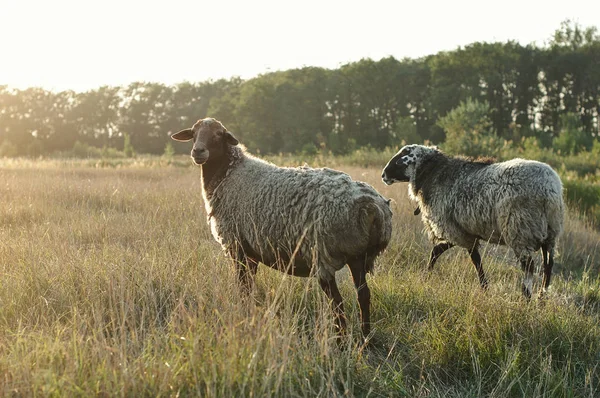 Vacker Utsikt Över Sheeps Bete Gräsmattan — Stockfoto