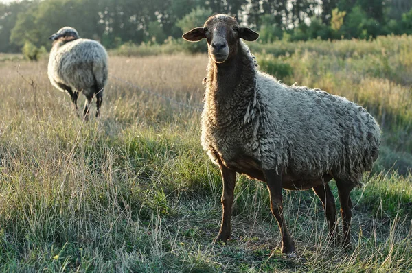 Мальовничий Вигляд Вівці Пасуться Газоні — стокове фото