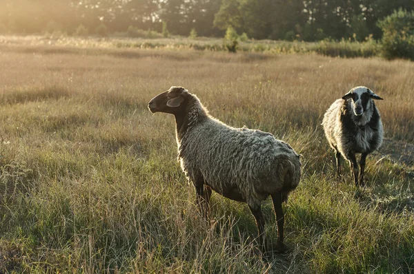 Vacker Utsikt Över Sheeps Bete Gräsmattan — Stockfoto