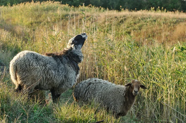 Schilderachtig Uitzicht Sheeps Grazen Het Gazon — Stockfoto