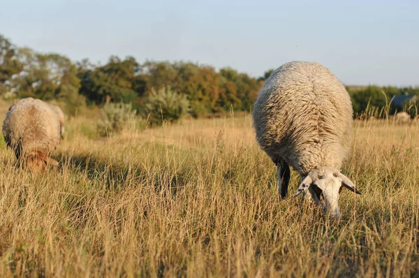 Vacker Utsikt Över Sheeps Bete Gräsmattan — Stockfoto