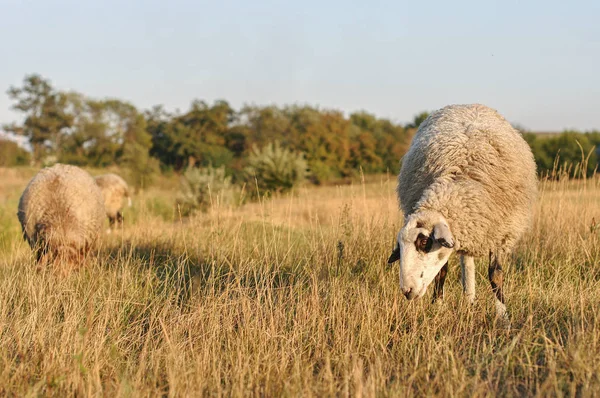 Vacker Utsikt Över Sheeps Bete Gräsmattan — Stockfoto