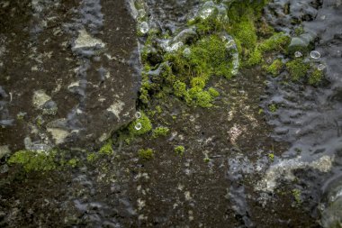 Donmuş su ile yosun yakın