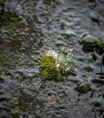 Donmuş su ile yosun yakın