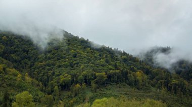 Sis veya bulutlarda dağ ormanının manzara görünümü