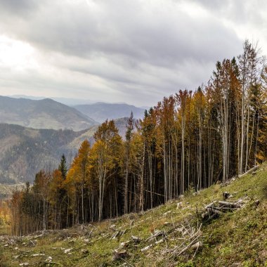 Dağın yamacındaki ağaçlar. Renkli sonbahar