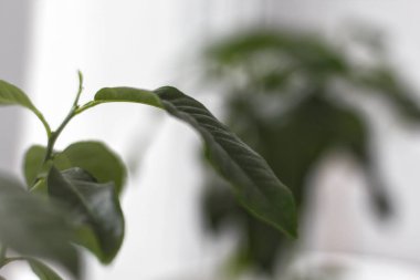 Limon bitkisinin yapraklarının kapatılması