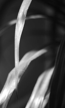 Bitki yapraklarının siyah beyaz fotoğrafı 