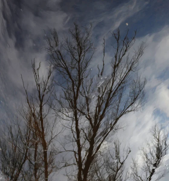 Stromy Nebe Odrážející Vodě — Stock fotografie