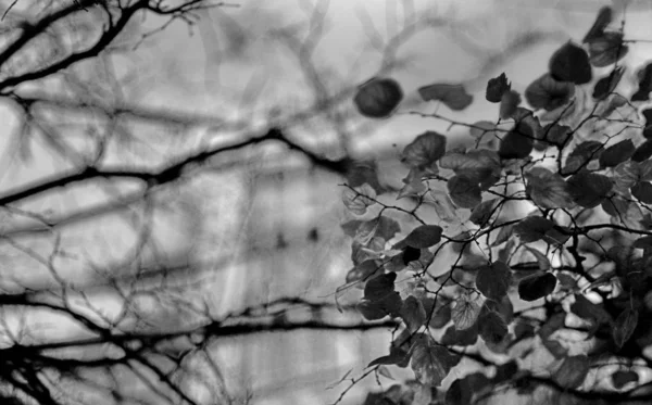 绿叶树枝的黑白照片 — 图库照片