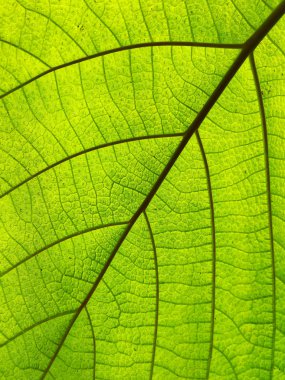 Parlak yeşil yaprak makro çekim