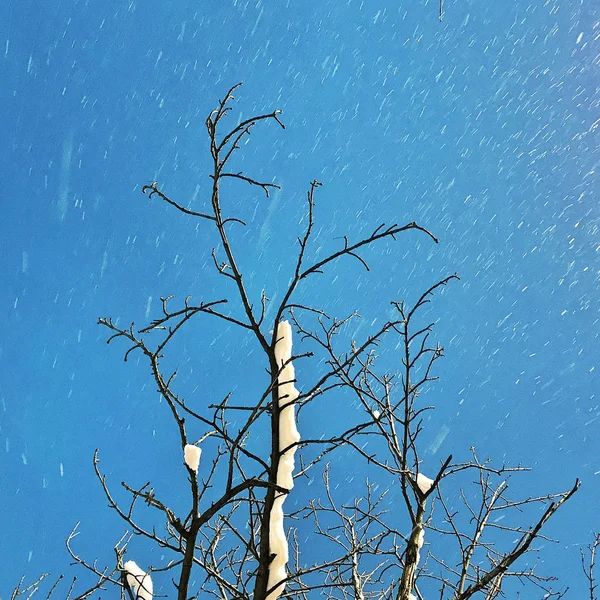 Trees under snowfall with blue sky at background
