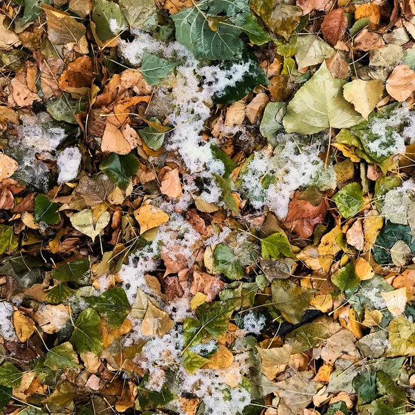 Верхний Вид Цветных Осенних Листьев Снегом — стоковое фото