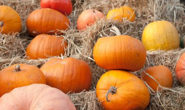 Parlak balkabakları samanlıkta yatıyor