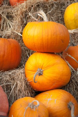 Parlak balkabakları samanlıkta yatıyor