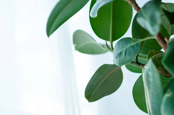 Close up of Ficus Elastica plant on light background