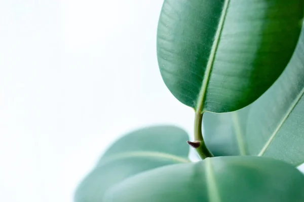 Close Ficus Elastica Planta Fundo Claro — Fotografia de Stock