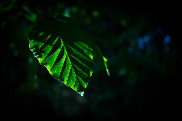 Detailní Záběr Zelených Listů Stromů Slunci — Stock fotografie