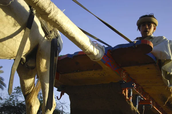 Egyptische Boer Verkopen Wortelen Naast Weg Cairo Egypte 2006 — Stockfoto