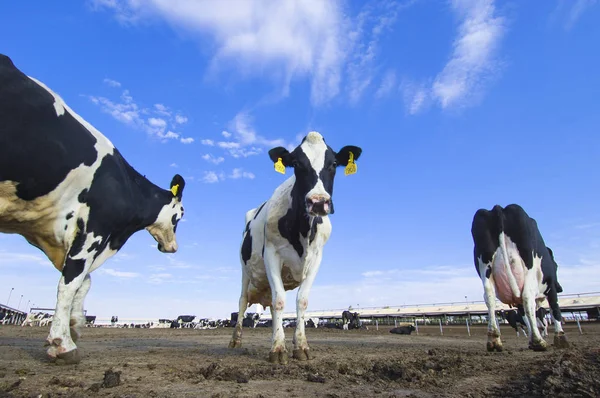 Cows in a farm of dairy plant on a sunny day with blue sky